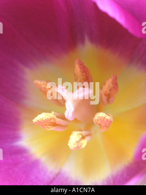 Centro di pink tulip in stretta fino Foto Stock