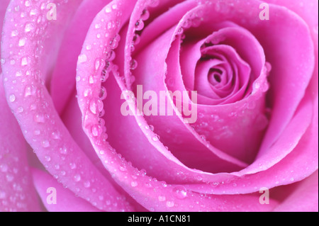 Rosa rosa in stretta con dewdrops Foto Stock