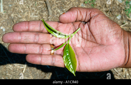 Giovani germogli di tè e lascia in palmo di mano Cameron Highlands Malaysia Foto Stock