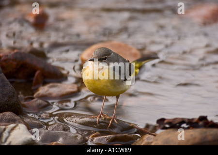 Gray wagtail caccia al fianco di un fiume di Gallese Foto Stock