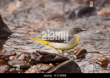 Gray wagtail caccia al fianco di un fiume di Gallese Foto Stock