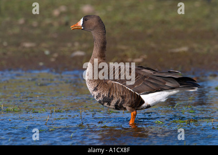 Con facciata bianca Goose Anser albifrons Foto Stock