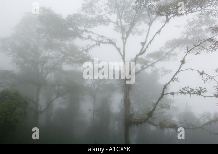 Ecuador, Sud America, Cloud Forest di Bellavista Riserva, highlands vicino a Mindo, Ande occidentali Foto Stock