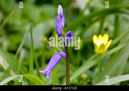 Bluebell levetta con minor celandine in background Foto Stock