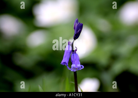 Single bluebell levetta Foto Stock