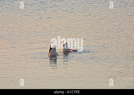 Due le anatre bastarde ribaltare Anas platyrynchos Foto Stock