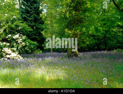 Woodland Bluebells Foto Stock