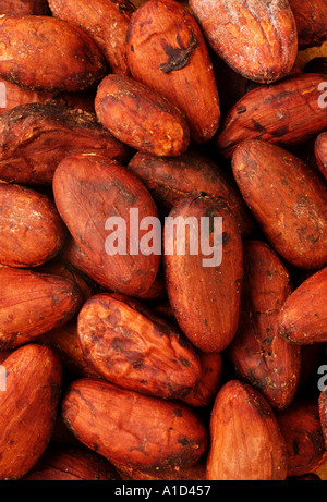 FAVE DI CACAO Foto Stock
