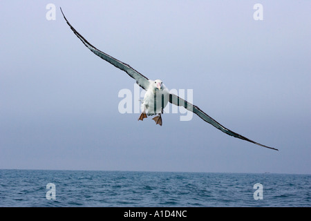 Gibson s wandering Albatross Albatross Kaikoura Marlborough Isola del Sud della Nuova Zelanda Diomedea gibsoni Foto Stock