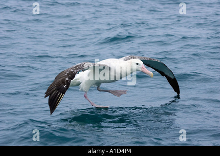 Gibson s wandering Albatross Albatross Kaikoura Marlborough Isola del Sud della Nuova Zelanda Diomedea gibsoni Foto Stock