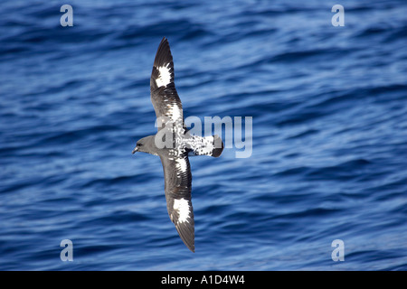 Il piccione del capo di Kaikoura Marlborough Isola del Sud della Nuova Zelanda Daption capense Foto Stock