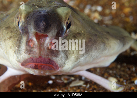 Nu2254. Rosso Batfish a labbro, Ogcocephalus darwini. Galapagos, Oceano Pacifico. Foto Copyright Brandon Cole Foto Stock