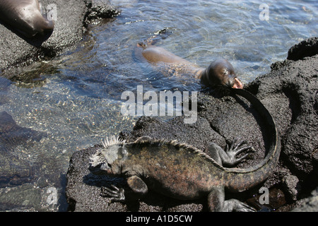 Nu71900. Le Galapagos Sea Lion, Zalophus wollebaeki, giocando con Marine Iguana., che si morde la coda foto Copyright Brandon Cole Foto Stock