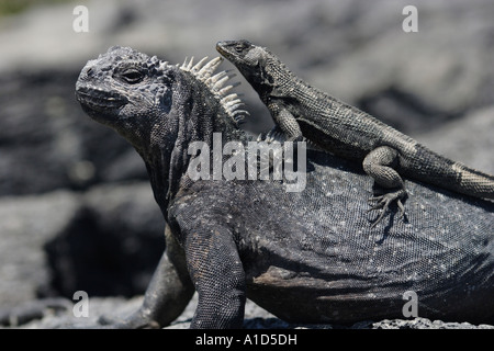 Nu71974. Marino, Iguana Amblyrhynchus cristatus, con lava lizard permanente sulla parte superiore. Galapagos. Foto Copyright Brandon Cole Foto Stock