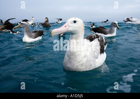 Gibson s wandering Albatross Albatross Kaikoura Marlborough Isola del Sud della Nuova Zelanda Diomedea gibsoni Foto Stock