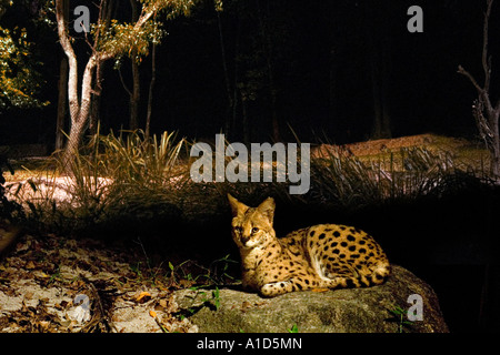 Asian Leopard Cat SINGAPORE NIGHT SAFARI ZOO wild cat feral cat wildcat gabbia eseguire le tenebre della penna luminosa vista giungla di notte Foto Stock