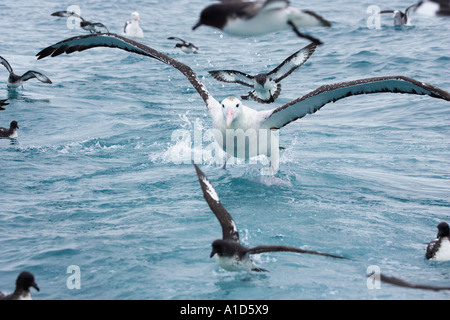 Gibson s wandering Albatross Albatross Kaikoura Marlborough Isola del Sud della Nuova Zelanda Diomedea gibsoni Foto Stock