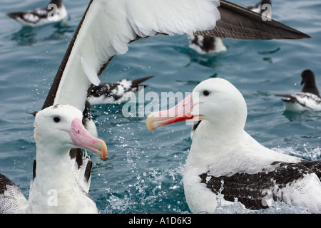 Gibson s wandering Albatross Albatross Kaikoura Marlborough Isola del Sud della Nuova Zelanda Diomedea gibsoni Foto Stock