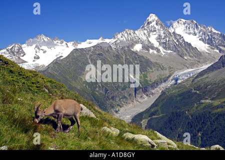 Camosci al pascolo nella valle del Monte Bianco. Si possono vedere la vetta dell'Aiguille du Chardonnet e le cime dell'Aiguille d'Argentiere. Alpi francesi, Francia Foto Stock