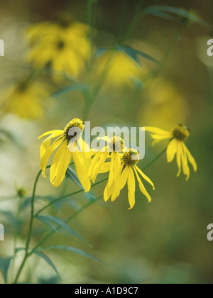Blooming grigio coneflower con testa Foto Stock