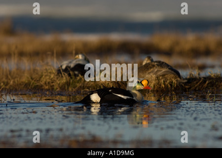 Spectacled eiders Somateria fischeri lungo un laghetto di acqua dolce nazionale riserve di petrolio in Alaska Foto Stock