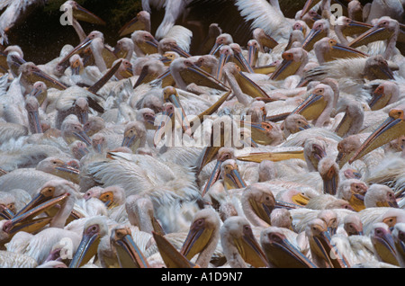 Pellicans bianchi Pelecanus masse onocrotali bagnando e bevendo Lago Navasha Rift valle Kenya Foto Stock