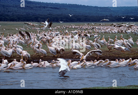 Pellicans bianchi Pelecanus masse onocrotali bagnando e bevendo Lago Navasha Rift valle Kenya Foto Stock