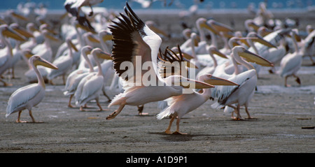 Pellicans bianchi Pelecanus masse onocrotali bagnando e bevendo Lago Navasha Rift valle Kenya Foto Stock