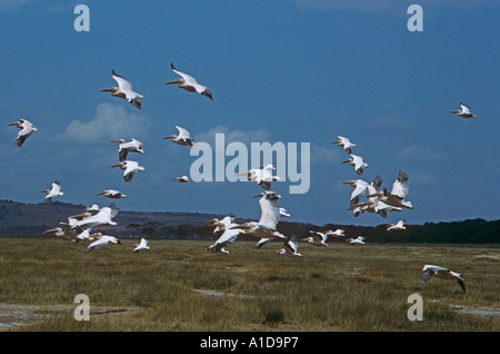 Pellicans bianchi Pelecanus masse onocrotali bagnando e bevendo Lago Navasha Rift valle Kenya Foto Stock