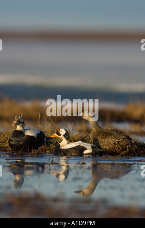 Spectacled eider Somateria fischeri due maschi e una femmina su un laghetto di acqua dolce nazionale riserve di petrolio in Alaska Foto Stock