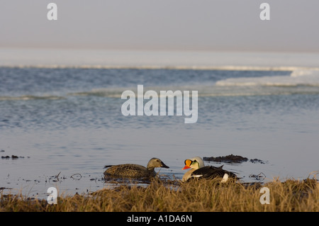 Re eider Somateria spectabilis coppia su di un lago di acqua dolce a livello nazionale in materia di riserve di petrolio in Alaska Foto Stock