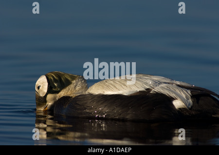 Spectacled eider Somateria fischeri alimentazione maschio in un lago di acqua dolce nazionale riserve di petrolio in Alaska Foto Stock