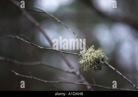 Dettaglio del foliose lichen hypogymnia physodes su un ramo di albero in Scozia Foto Stock