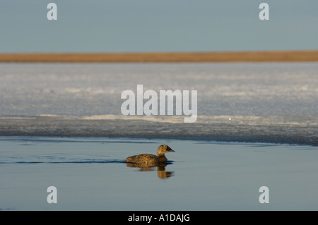 Spectacled eider Somateria fischeri femmina su un lago di acqua dolce nazionale riserve di petrolio off punto Barrow Arctic Alaska Foto Stock