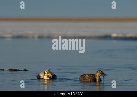 Spectacled eider Somateria fischeri coppia su di un lago di acqua dolce nazionale riserve di petrolio off punto Barrow Arctic Alaska Foto Stock