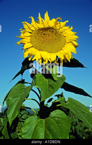 Un girasole si imbeve al sole nella Hood River, Oregon. Foto Stock