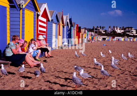 Alimentazione persone i gabbiani accanto all'iconica spiaggia colorata capanne sulla Spiaggia di Brighton, Melbourne, Australia Foto Stock