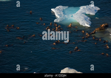 Mandria di walrus Odobenus rosmarus che nuota intorno a pezzi di ghiaccio durante la rottura primaverile del Mare Chukchi in Alaska Foto Stock