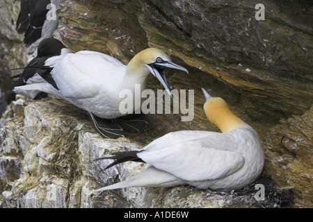 Le sule, Morus bassanus Troup Testa, Aberdeen-shire, Scozia Foto Stock