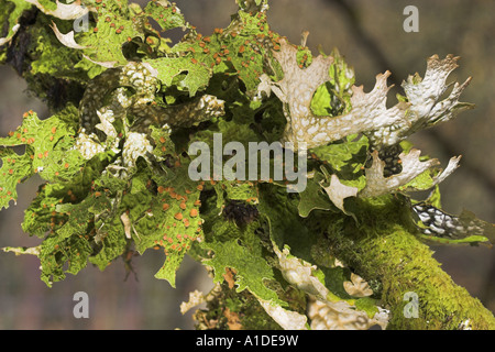 Tree Lungwort, Lobaria pulmonaria, crescente sul nocciolo,Corylus avellana,Inverness-shire, Scozia Foto Stock