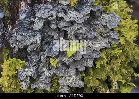 Epiphytic lichen la crescita a copertura tronco antico bosco di crescita la Scozia occidentale Foto Stock