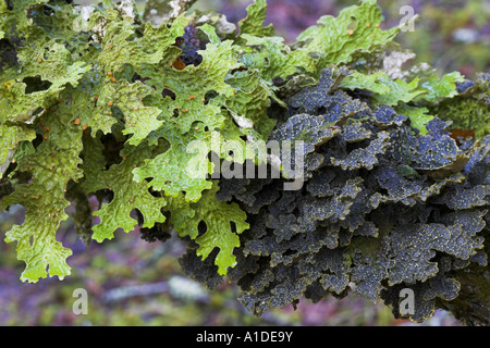 Epiphytic licheni crescono su hazel branch nel vecchio bosco di crescita in Scozia occidentale Foto Stock