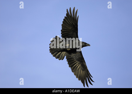 Raven, Corvus corax, in volo Foto Stock