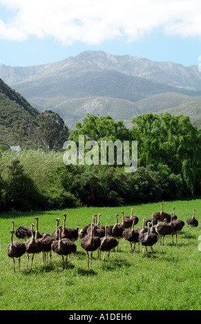 Allevamento di struzzi nel sud colline ai piedi delle montagne Swartberg vicino a Oudtshoorn Sud Africa RSA Foto Stock