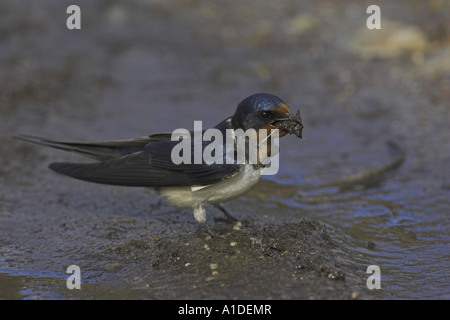 Barn Swallow, Hirundo rustica, raccolta fango per la nidificazione Foto Stock