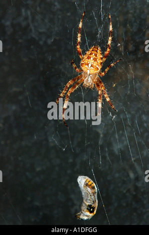 Giardino europeo spider Araneus diadematus con preda Foto Stock