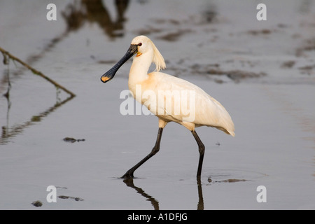 Eurasian Spatola (Platalea leucorodia) stalking attraverso il mudflat a bassa marea Foto Stock