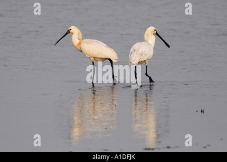 Due Eurasian Spatola (Platalea leucorodia) stalking attraverso il mudflat a bassa marea Foto Stock