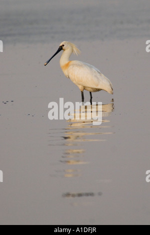 Eurasian Spatola (Platalea leucorodia) in piedi la il mudflat a bassa marea Foto Stock