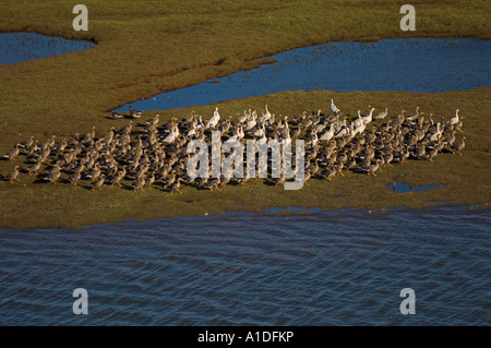 Maggiore con la facciata bianca oche Anser albifrons e le oche delle nevi Chen caerulescens greggi vicino al fiume Colville delta Arctic Alaska Foto Stock